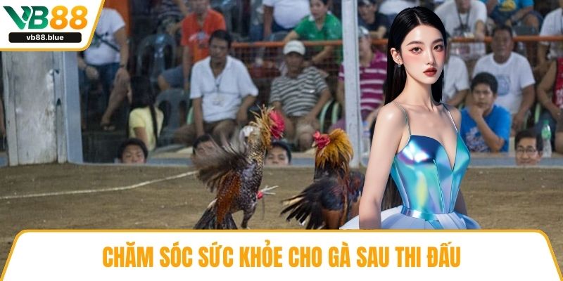 Chăm sóc sức khỏe cho gà sau thi đấu