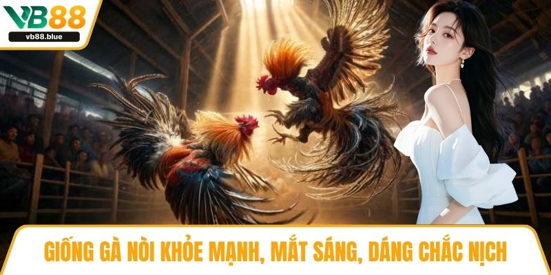 Giống gà nòi khỏe mạnh, mắt sáng, dáng chắc nịch