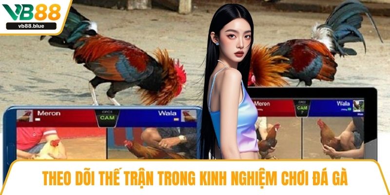 Theo dõi thế trận trong kinh nghiệm chơi đá gà