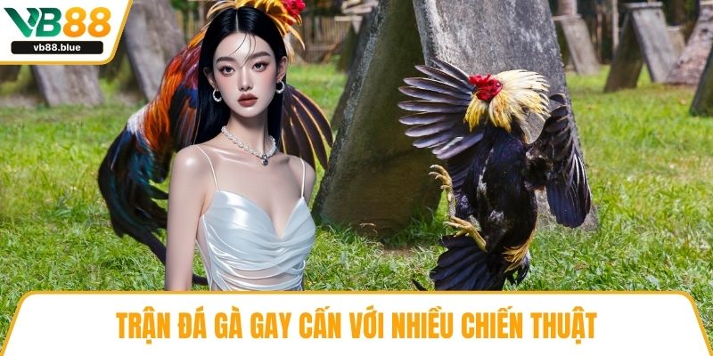 Trận đá gà gay cấn với nhiều chiến thuật